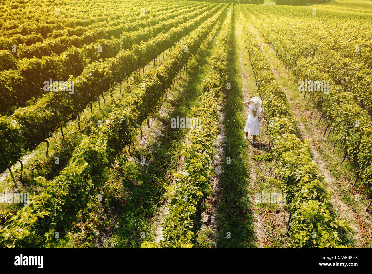 Vue aérienne de la belle fille de hat se dresse sur une grande plantation de vigne. Banque D'Images