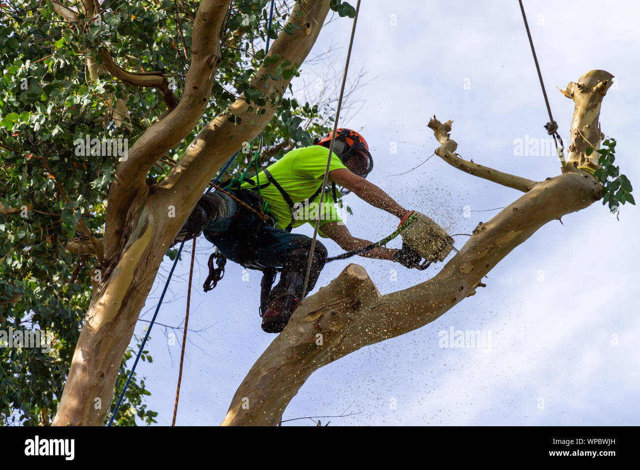 Tree Surgeon ou bûcheron abattant un arbre d'Eucalyptus avec une tronçonneuse Banque D'Images