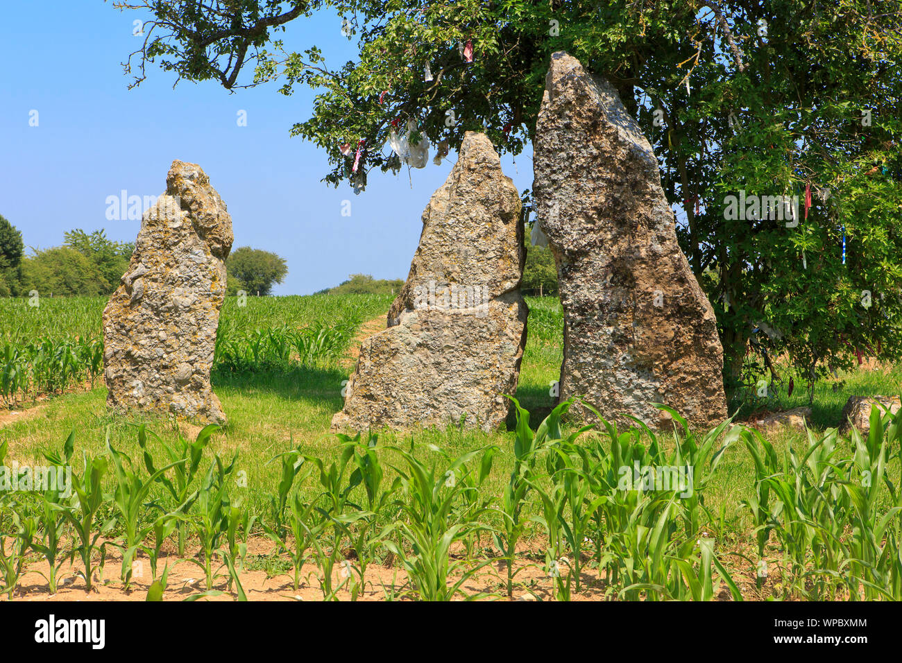 Le megalthic 3 menhirs d'Oppagne (3 Menhirs d'Oppagne) d'environ 3000 av. J.-C. (culture Seine-Oise-Marne) dans la région de Weris, Belgique Banque D'Images