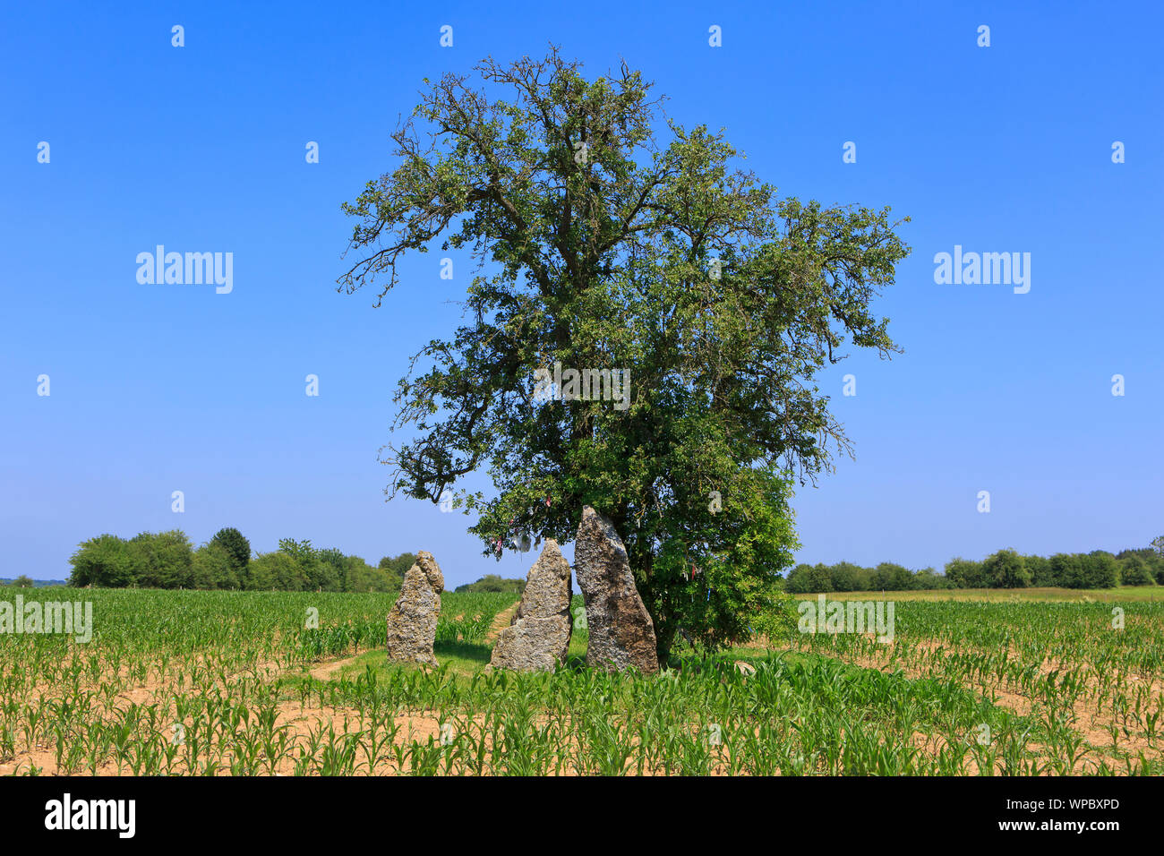 Le megalthic 3 menhirs d'Oppagne (3 Menhirs d'Oppagne) d'environ 3000 av. J.-C. (culture Seine-Oise-Marne) dans la région de Weris, Belgique Banque D'Images