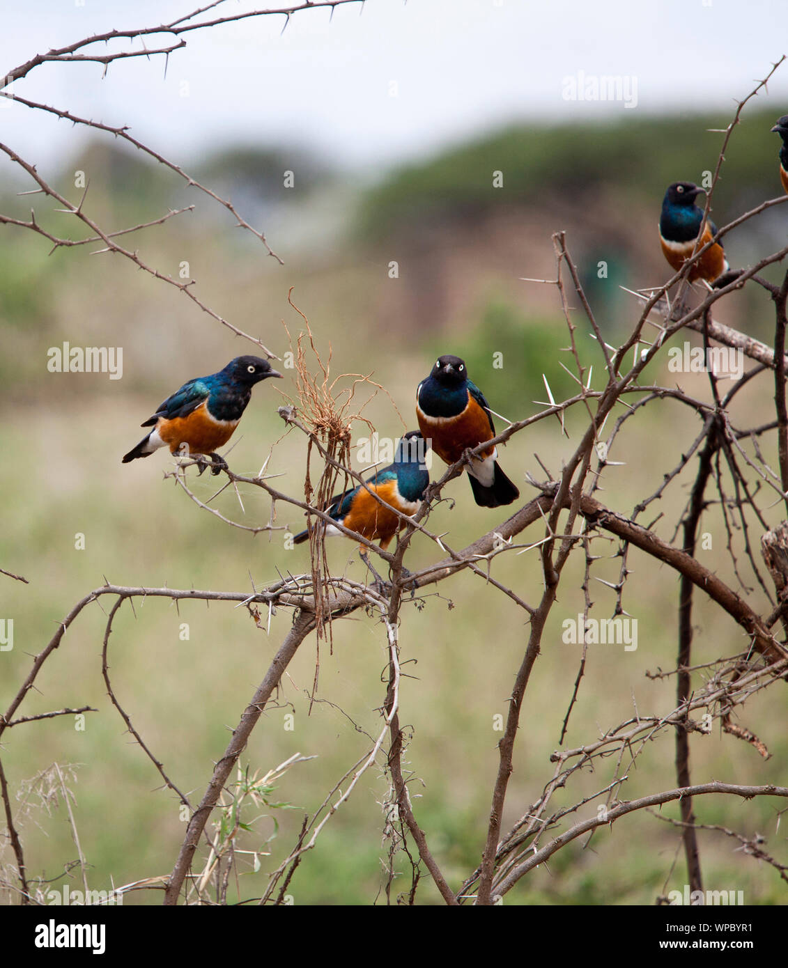 Lamprotornis superbus étourneau superbe, sur un buisson d'au Kenya Banque D'Images