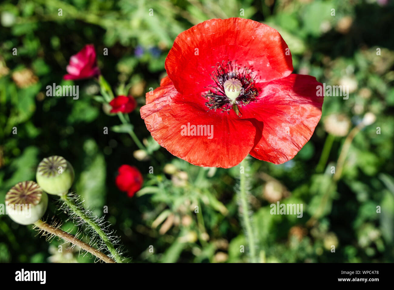 Fleurs et végétaux Banque D'Images