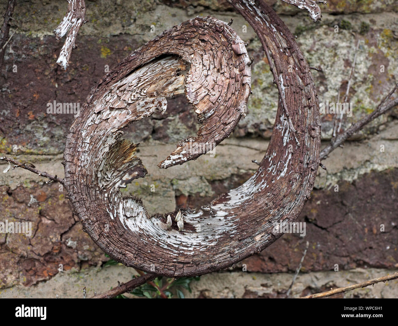 Curl en spirale de la matière végétale sèche contre l'ancien mur de briques en Cumbria, Angleterre, Royaume-Uni Banque D'Images