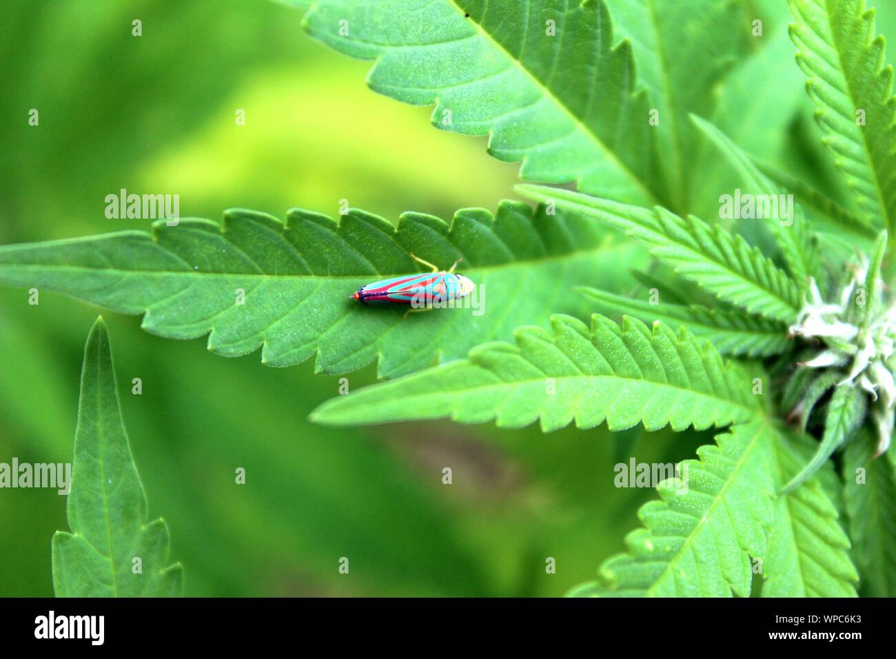 La cicadelle rayée d'un bonbon sur une feuille de cannabis Banque D'Images