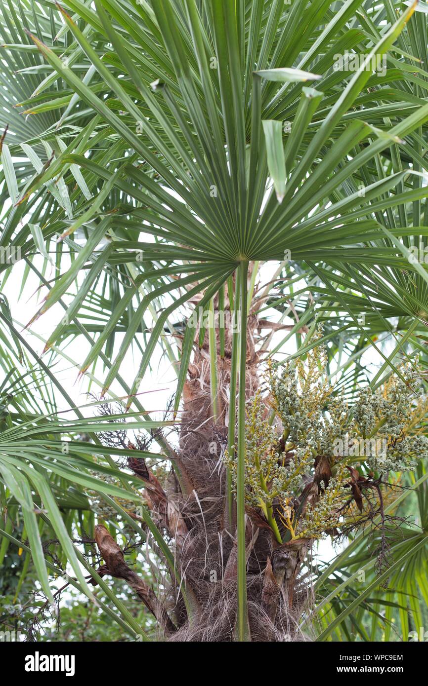 Trachycarpus fortunei (palmier chanvre, les Chinois. Banque D'Images