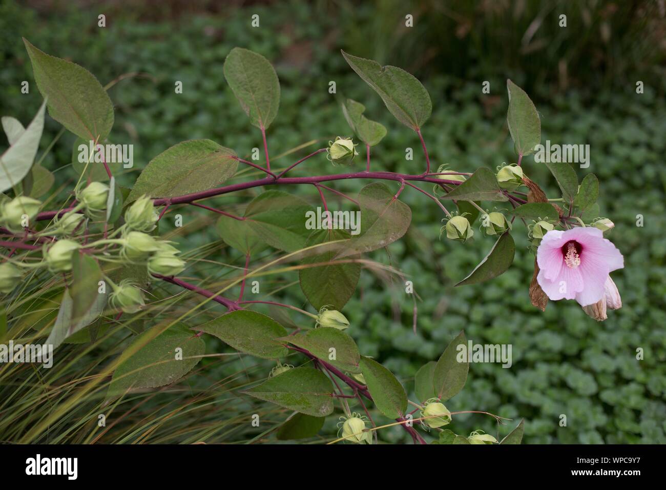 L'Hibiscus moscheutos - fleurs de mauve. Banque D'Images