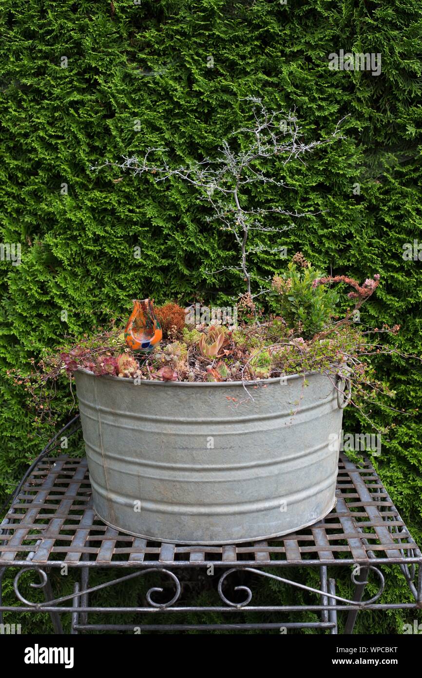 De plus en plus succulents dans un vieux bain de lavage, à l'Oregon Garden à Silverton, ou, aux États-Unis. Banque D'Images