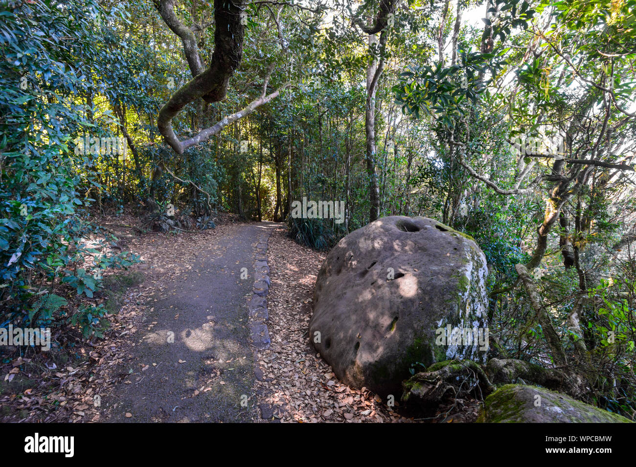 Sentier de randonnée dans la forêt tropicale dans la région de Parc National de Springbrook, zone du patrimoine mondial, l'arrière-pays de la Gold Coast, Queensland, Queensland, Australie Banque D'Images