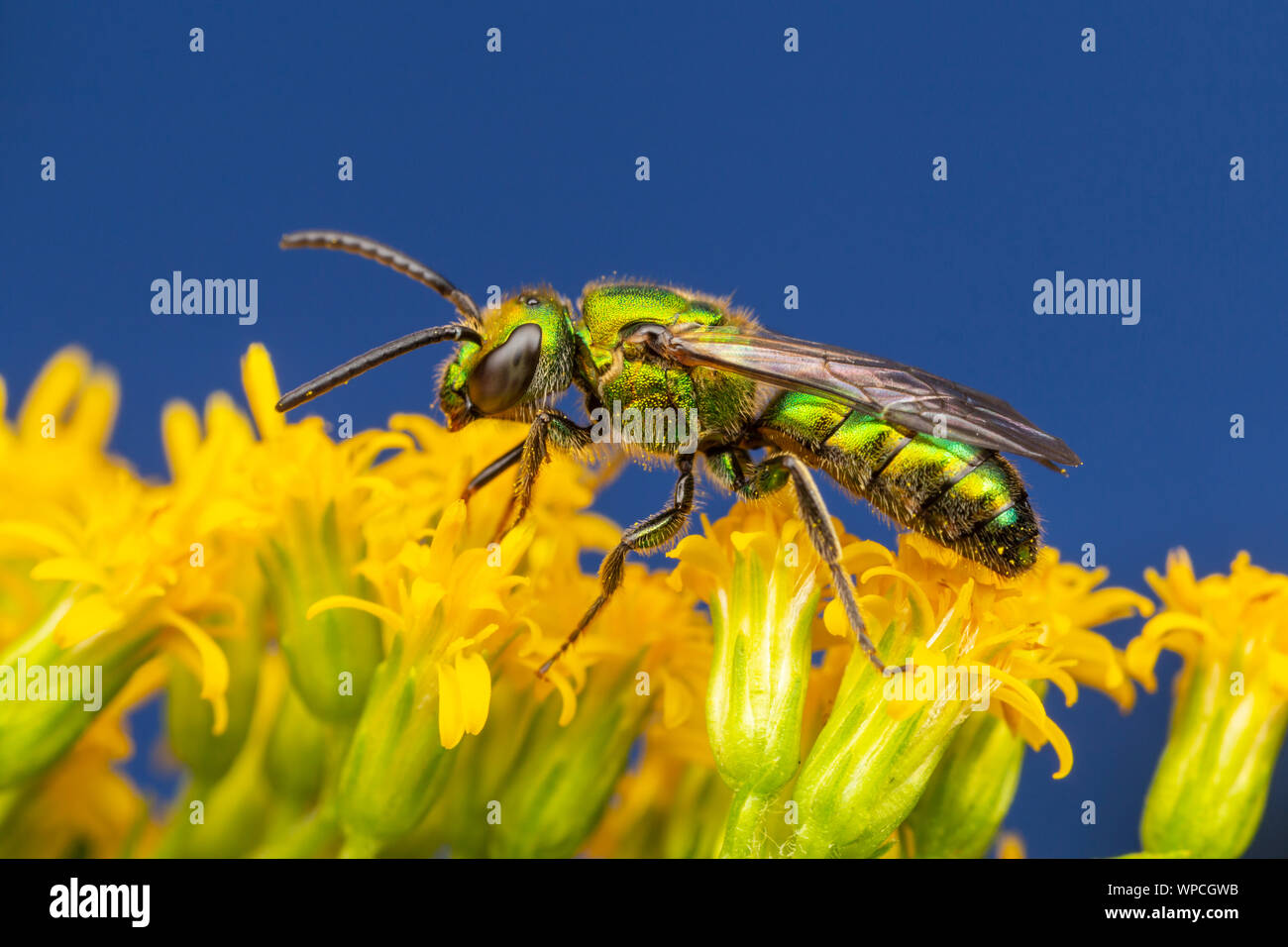 Un vert pur Augochlora Augochlora (pura) Fourrages pour le nectar et le pollen sur la verge d'une fleur. Banque D'Images