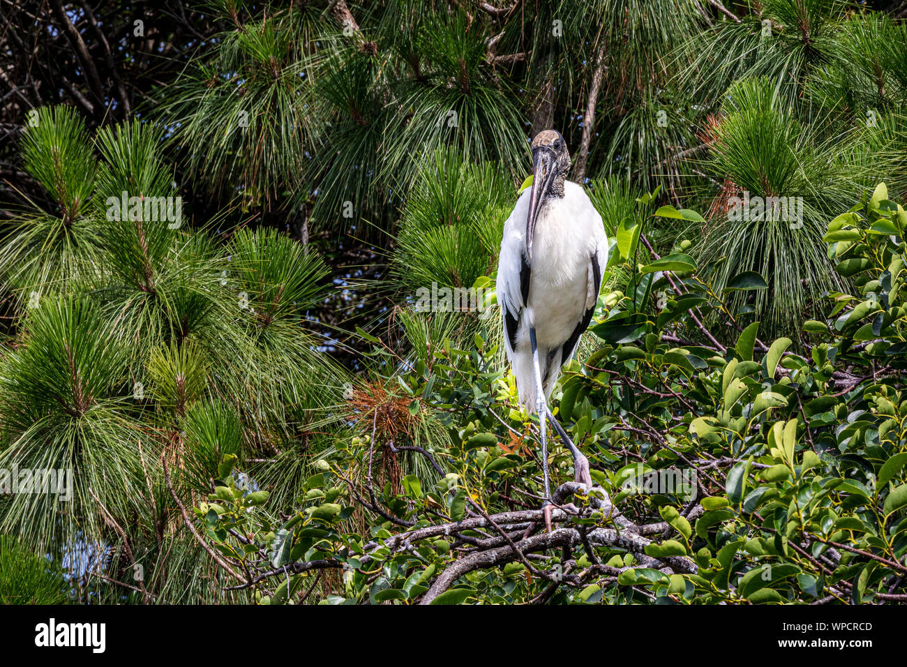 Cigognes en bois pendant la saison de nidification à Wakodahatchee Wetlands Banque D'Images