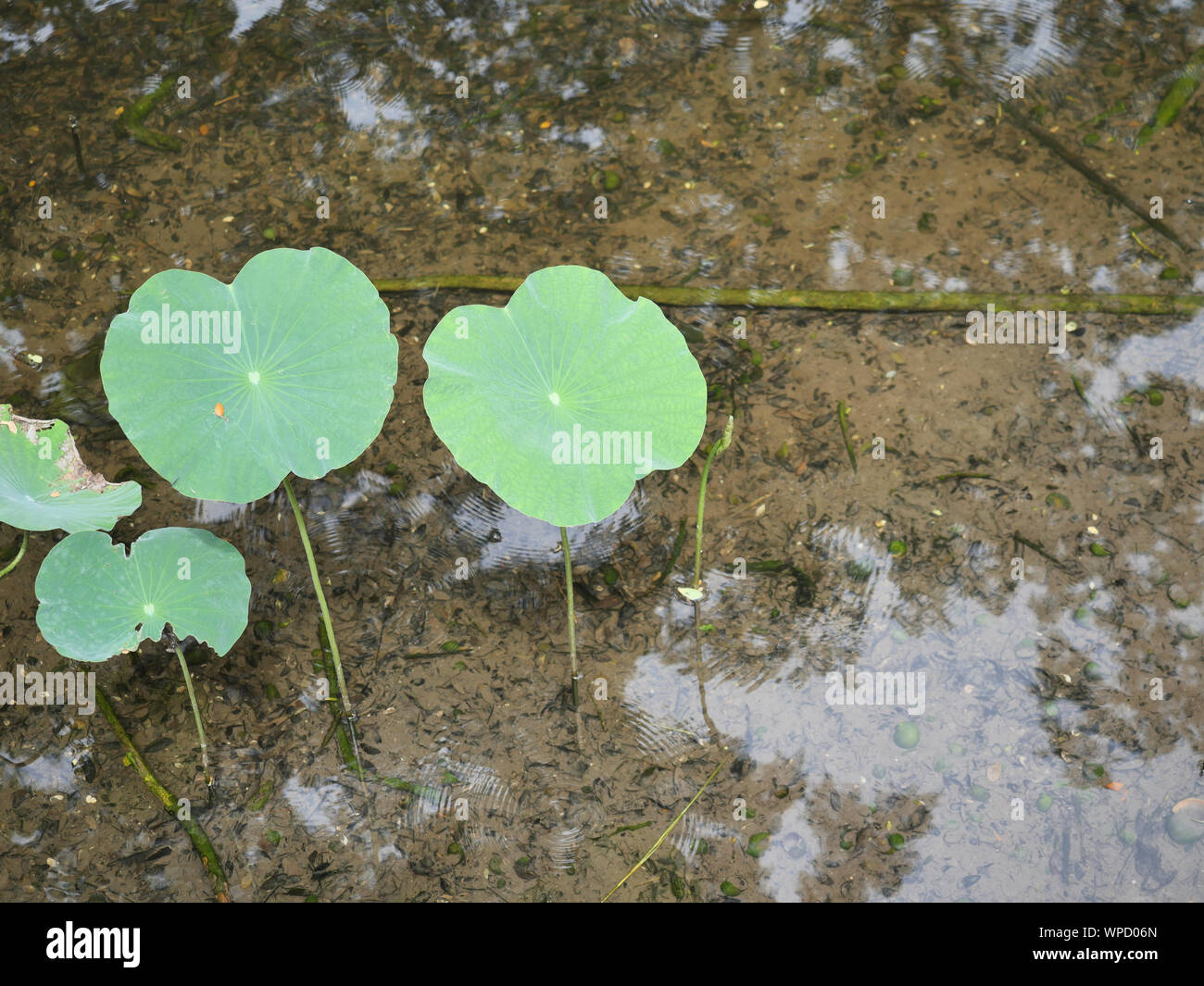 Les feuilles de l'arbre lotus dans l'eau sont transparentes jusqu'à ce que la terre peut être vu sous l'eau Banque D'Images