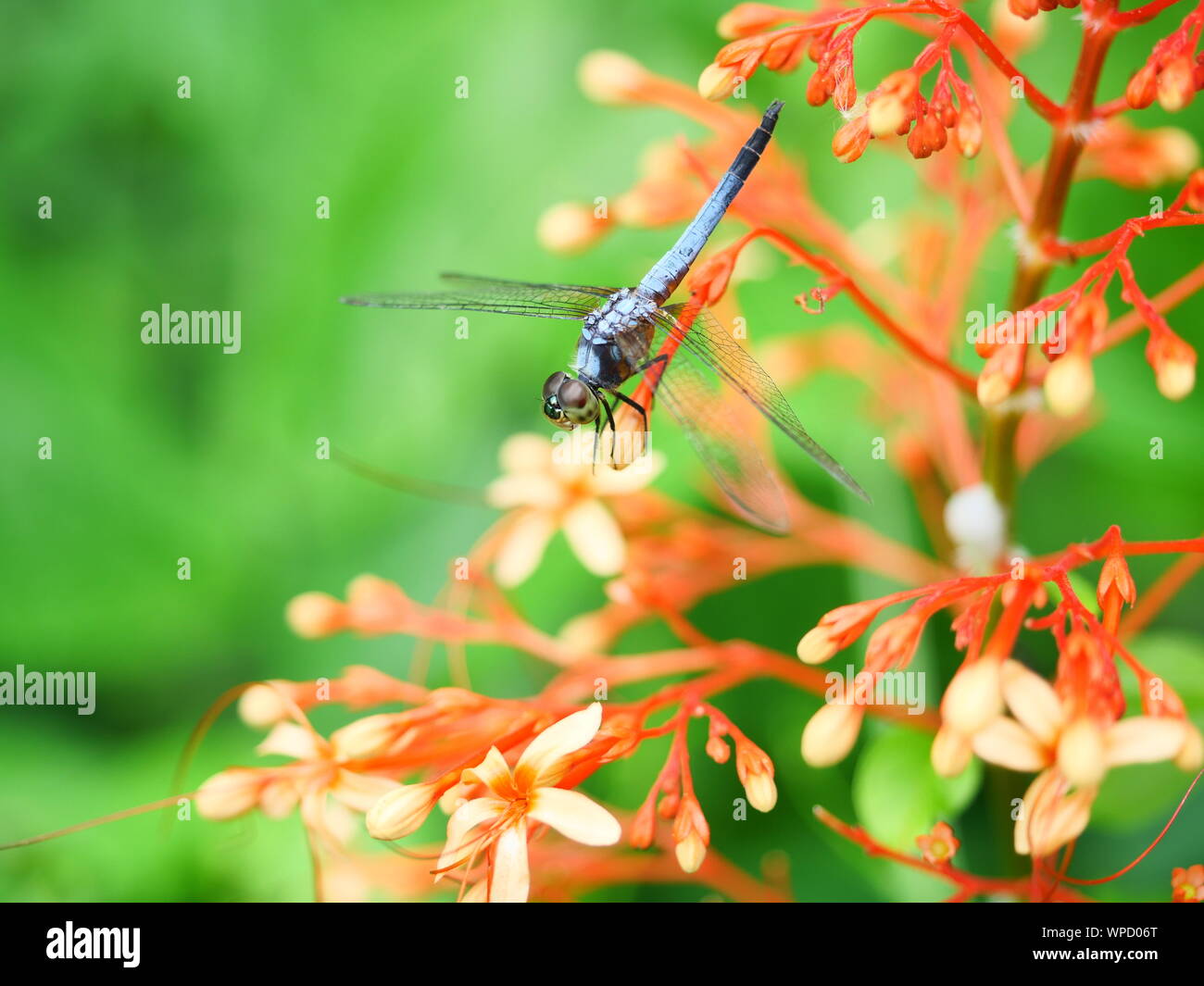 Dasher bleu libellule avec modèle de jaune et orange sur le côté du corps, les insectes prédateurs avec aile transparente sur red ixora pavetta blossom Banque D'Images