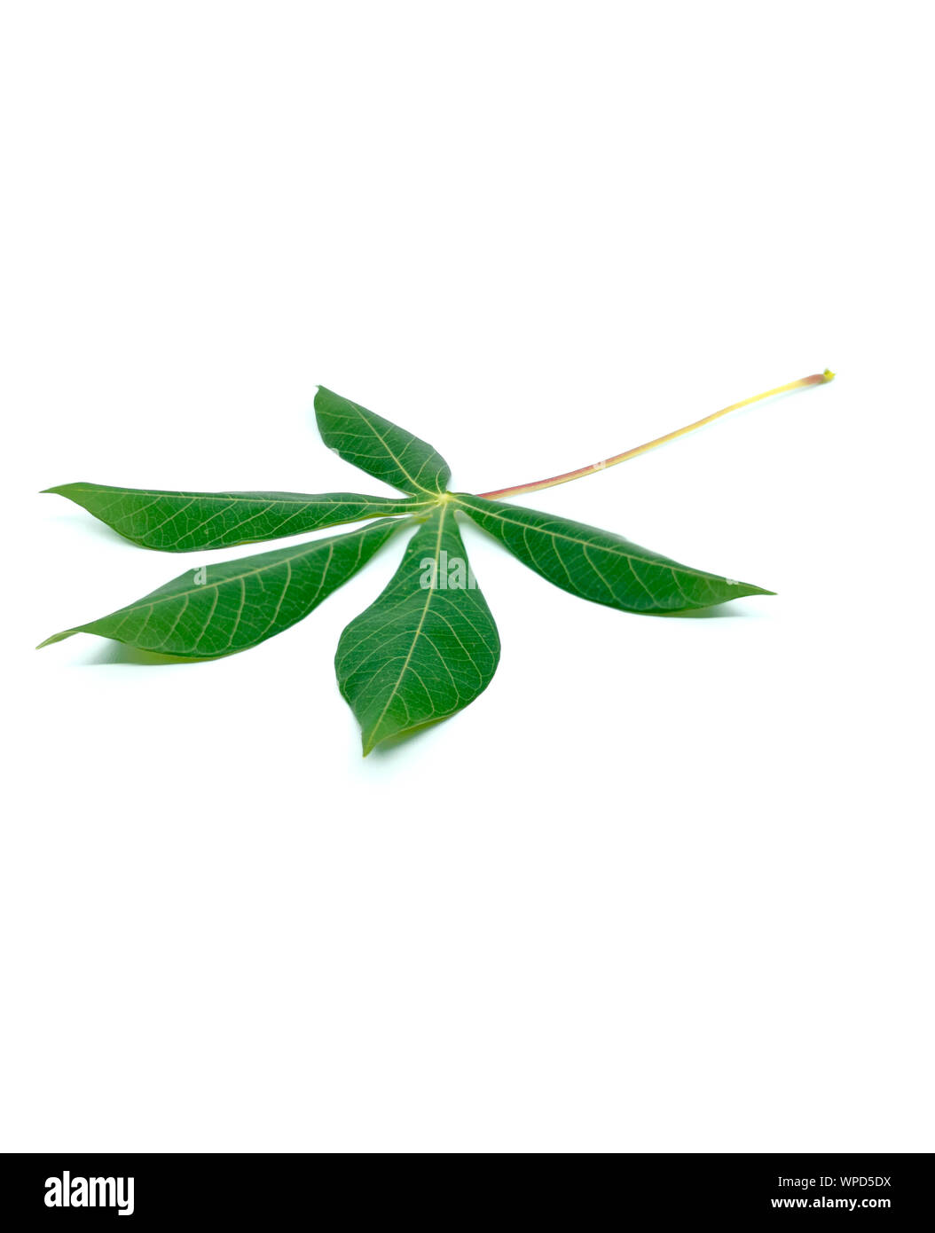 Les feuilles de manioc frais isolé sur fond blanc. Nettoyer et dégager les feuilles de manioc Banque D'Images