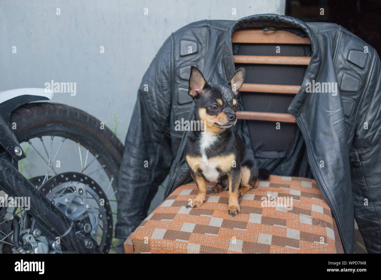 Chihuahua petit chien. Chihuahua assis sur une chaise.Un chien se trouve  près d'une moto et un blouson de moto et près de l'entrée de garage. Noir  blanc b Photo Stock - Alamy