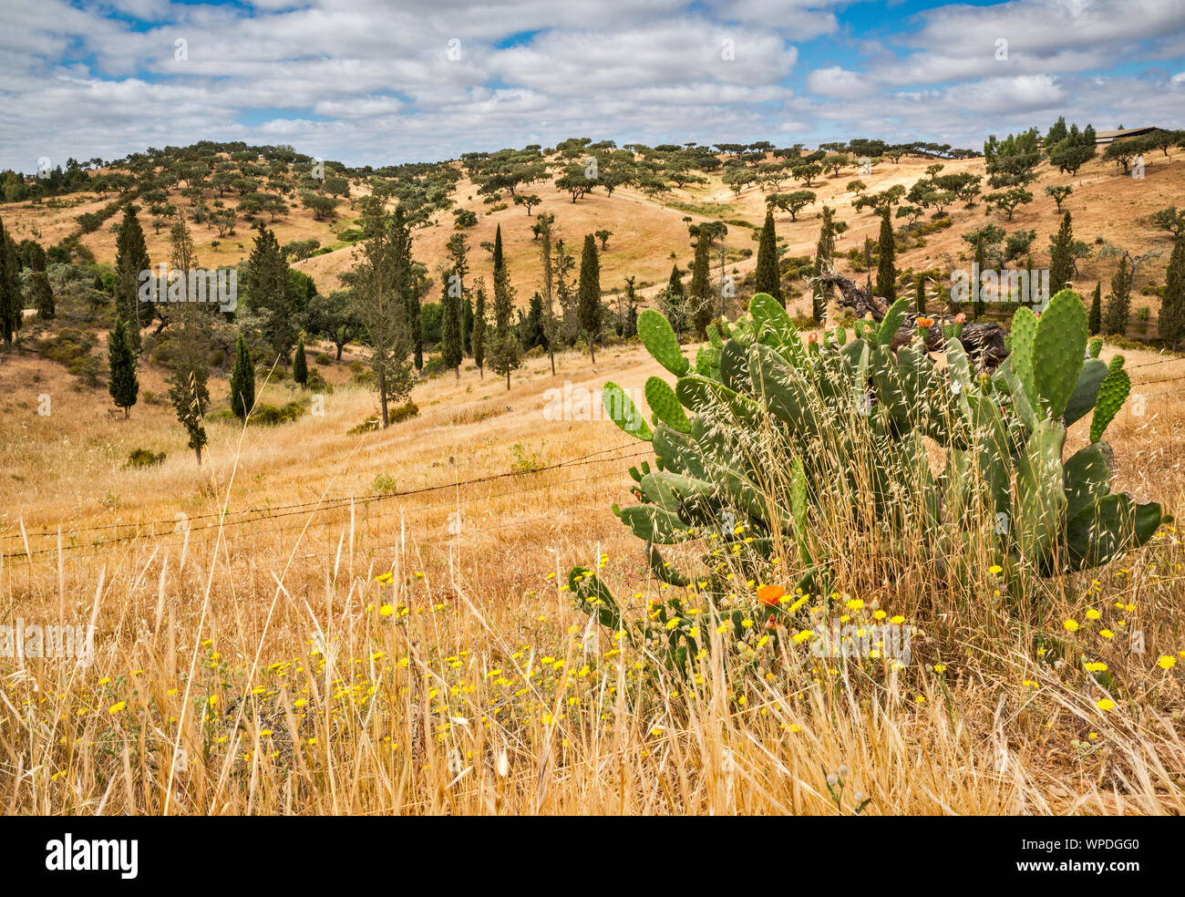 Cactus, Serra de Serpa collines près de Pulo do Lobo, Cascade, parc naturel de la vallée de Guadiana, district de Beja, Baixo Alentejo, Portugal Banque D'Images