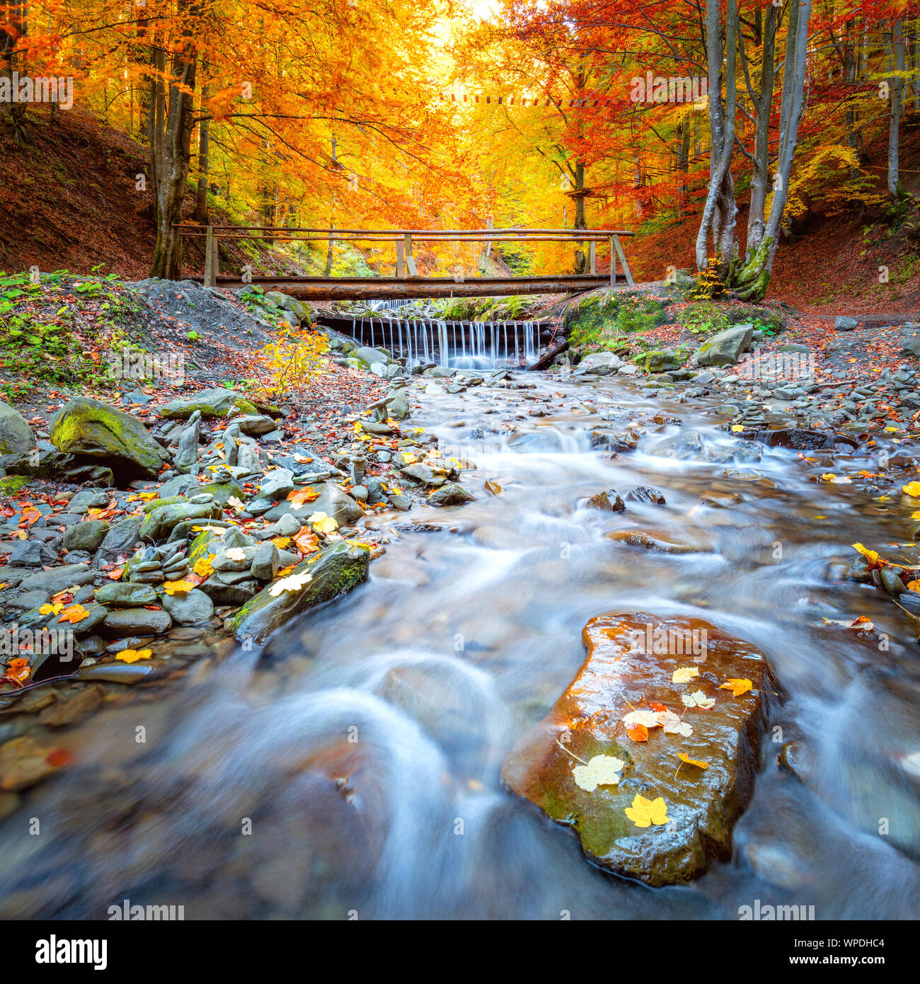 En automne étonnant - forêt arbres colorés, petit pont de bois et de pierres de la rivière rapide, paysage d'automne Banque D'Images