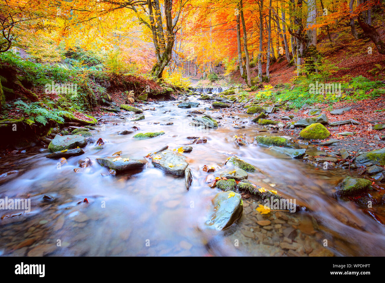 Autumn dans vibrantl - parc naturel des arbres de la forêt et de la rivière rapide avec des pierres Banque D'Images