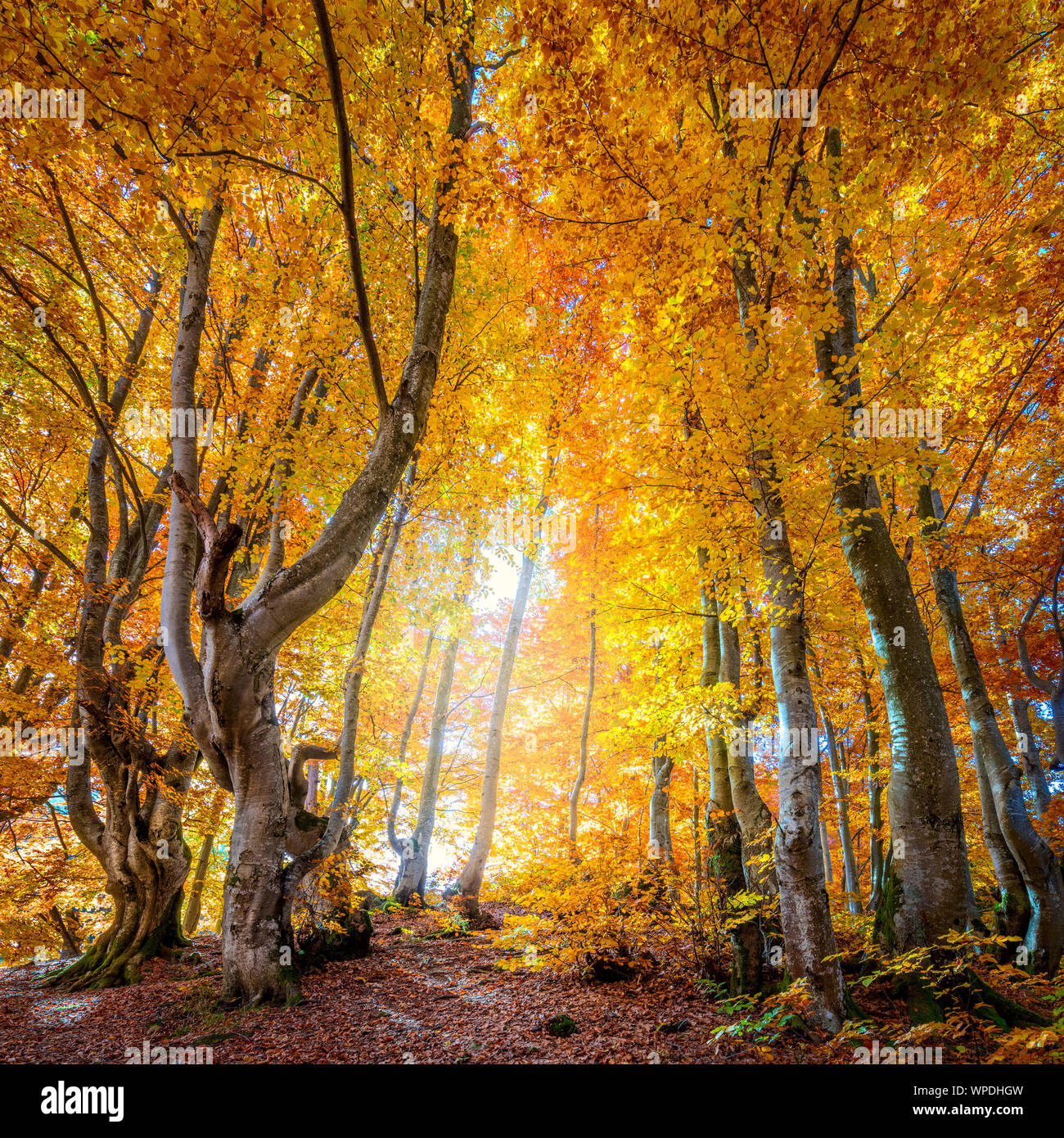 Automne doré en forêt sauvage - vibrant les feuilles des arbres, le temps ensoleillé et personne, du vrai automne nature paysage Banque D'Images