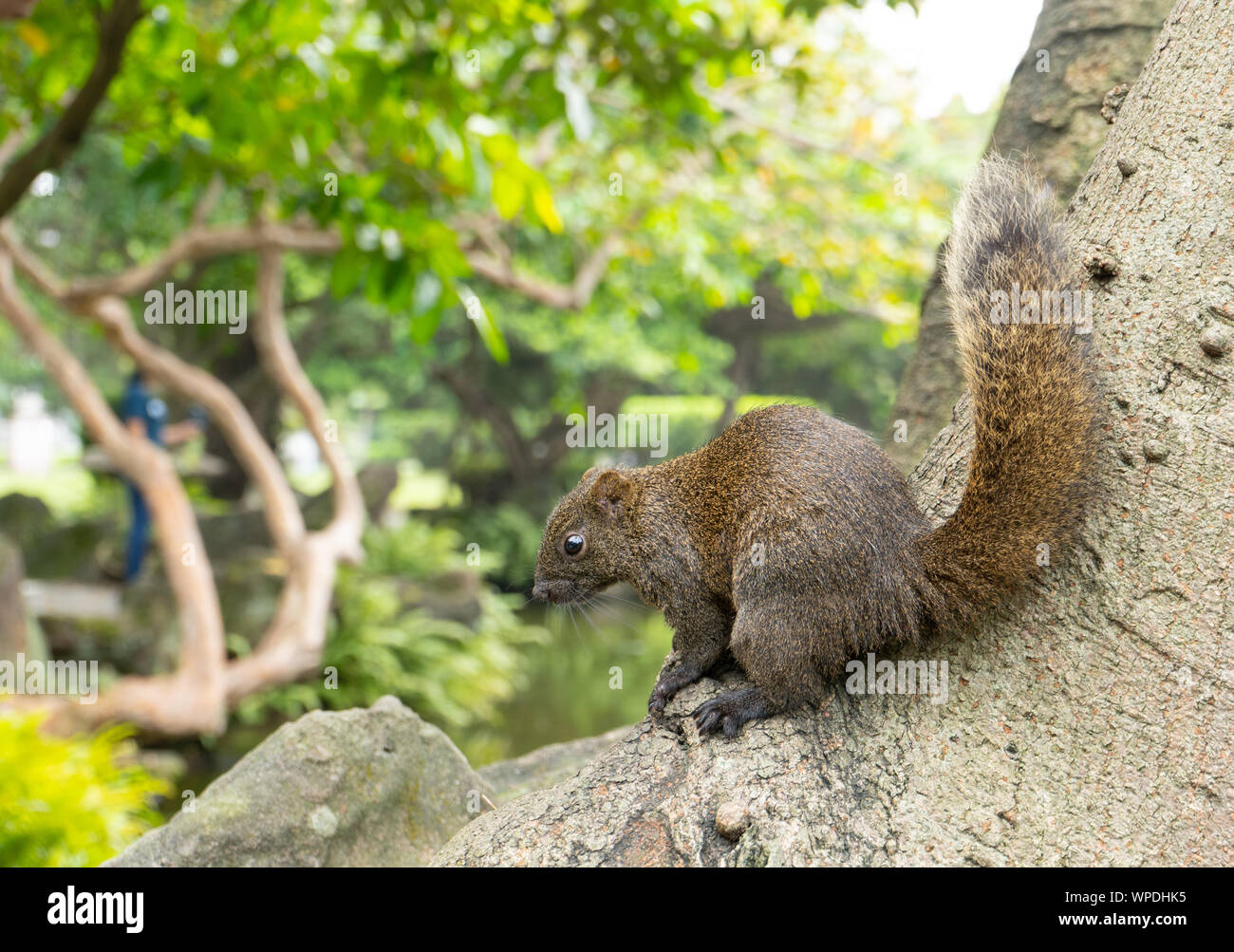 Close up of taiwanese squirrel sitting on tree trunk avec arbres flous en arrière-plan. Situé à Park à Taipei, Taiwan Banque D'Images