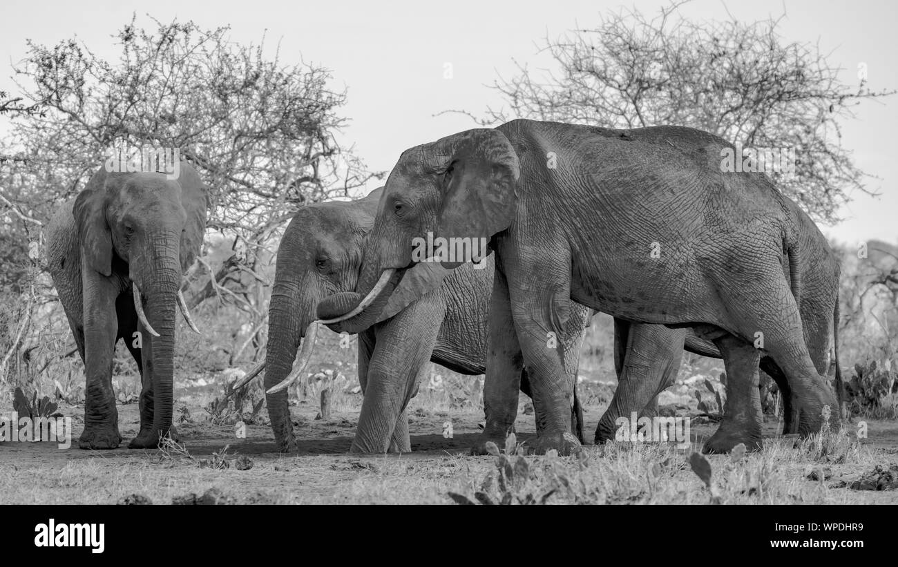 Un groupe d'éléphants en noir et blanc Banque D'Images