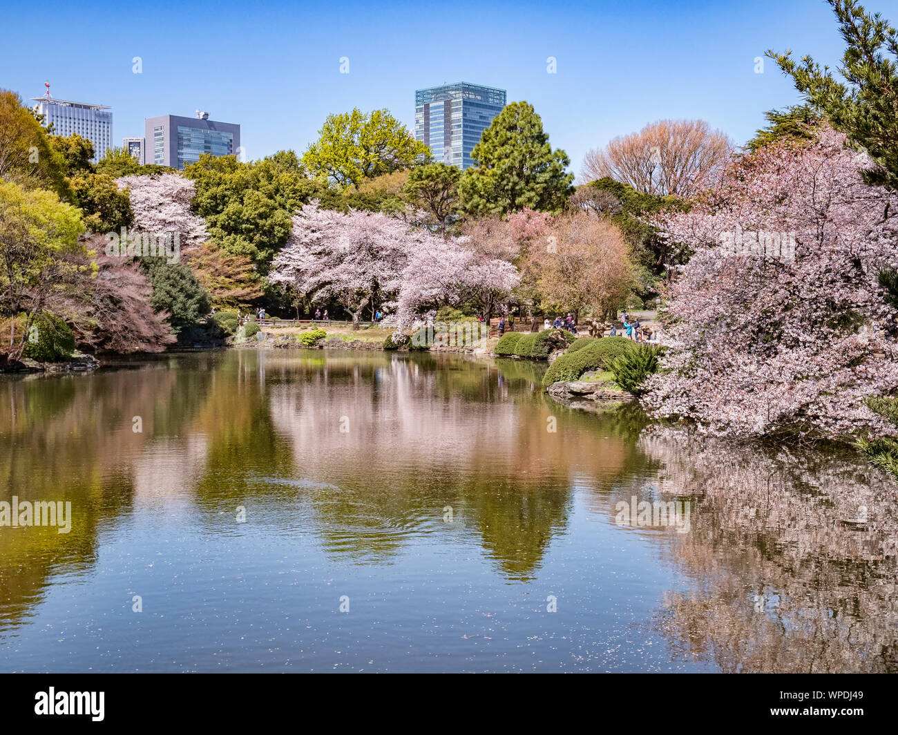 4 avril 2019 : Tokyo, Japon - Fleur de cerisier et le Shinjuku bâtiments reflète dans le lac du Jardin National de Shinjuku Gyoen, Tokyo. Banque D'Images