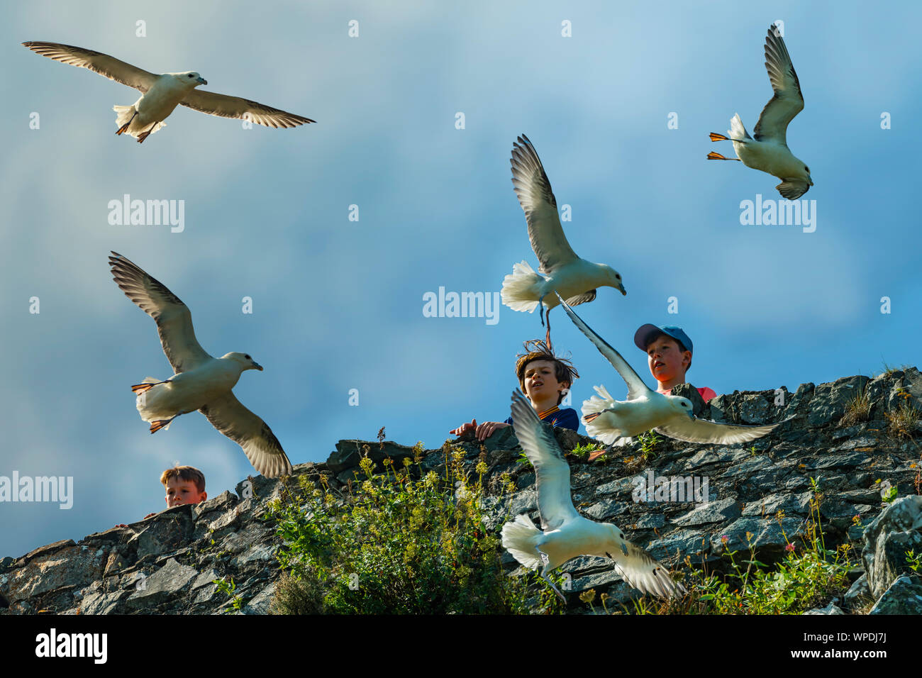 Les ornithologues amateurs. Les enfants à la recherche de groupe de Mouettes tridactyles battant autour de falaise, et glisse sur le vent. Fichier de grande taille. Bray Head, co.Wicklow, Irlande. Banque D'Images