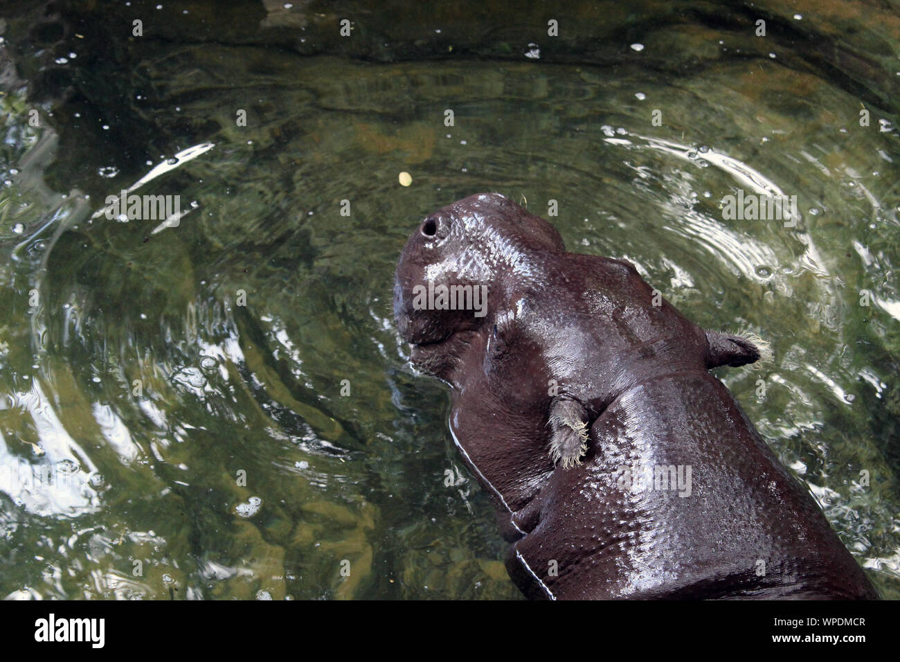 L'hippopotame pygmée Banque D'Images