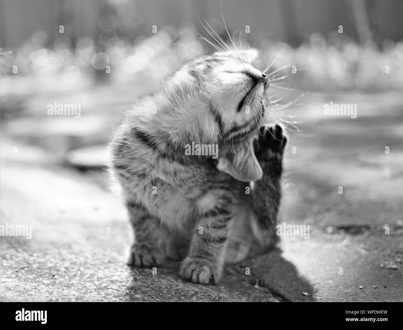 Allergie au chat Banque d'images noir et blanc - Alamy