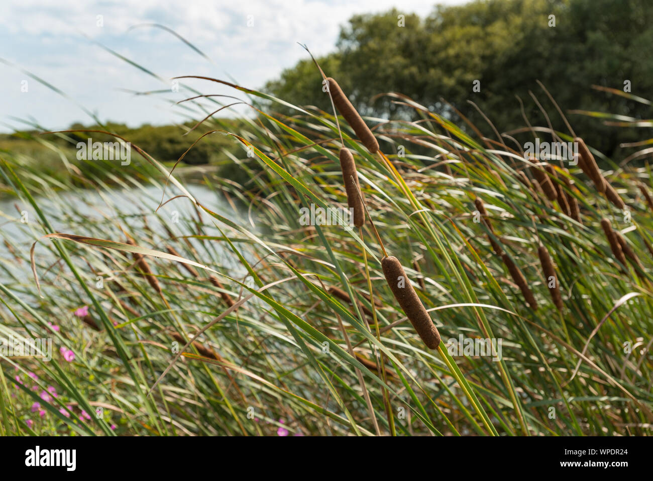 Moindre jonc, Typha angustifolia, l'usine marginale avec têtes de graine de quenouilles, de la bonne plante pour le filtrage et le nettoyage de la voirie, de l'eau des zones humides obligatoire Banque D'Images