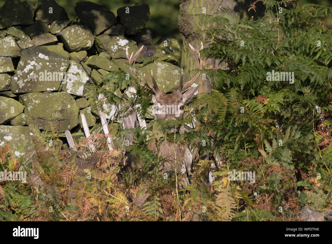 Cerf rouge sauvage du Royaume-Uni (Cervus elaphus) isolé à l'extérieur, camouflé se cachant entre crochets, sous le soleil d'automne. Cerf rouge caché. Banque D'Images