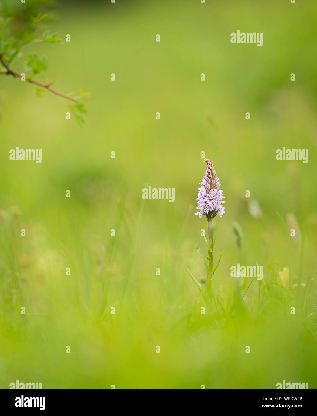 La commune de l'Ouest (Dactylorhiza fuchsii) photographié sur le Kent Downs Banque D'Images