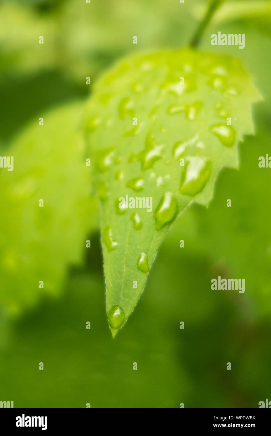 Vert feuille recouverte de gouttes d'eau Banque D'Images