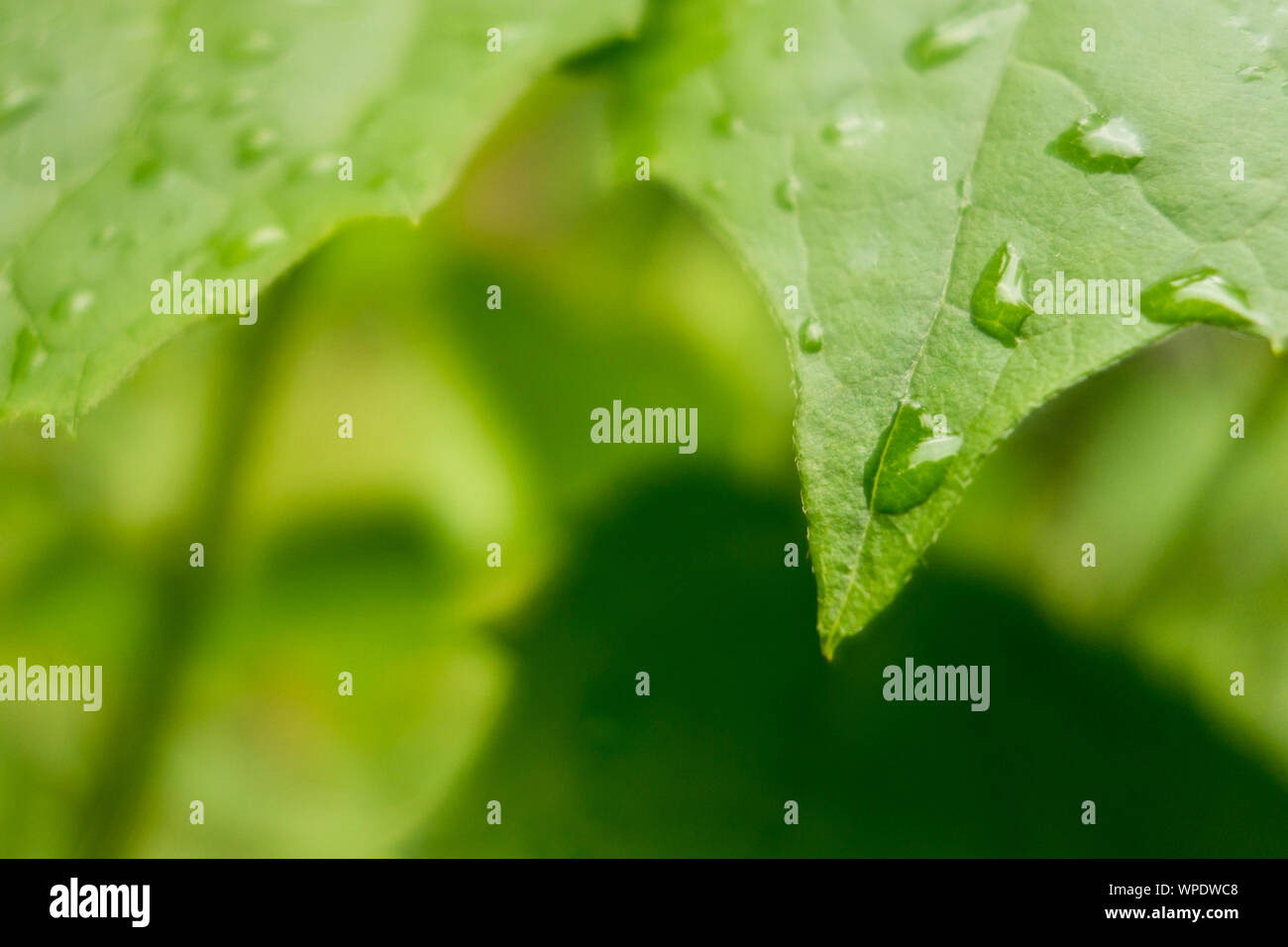 Vert feuille recouverte de gouttes d'eau Banque D'Images