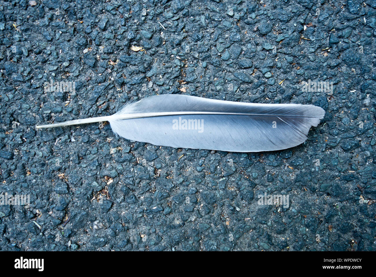 Plume de pigeon gisant sur l'asphalte Banque D'Images