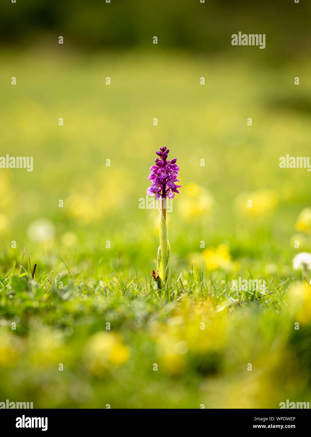 Early Purple Orchid (Orchis mascula) photographié à Park Gate sur le Kent Downs Banque D'Images