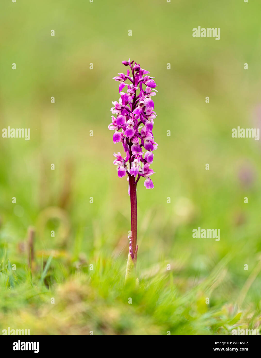 Early Purple Orchid (Orchis mascula) photographié à Park Gate sur le Kent Downs Banque D'Images