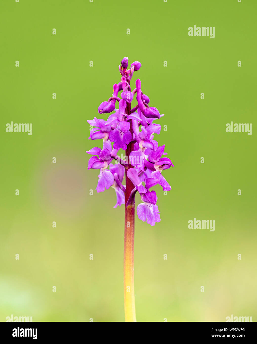 Early Purple Orchid (Orchis mascula) photographié à Park Gate sur le Kent Downs Banque D'Images