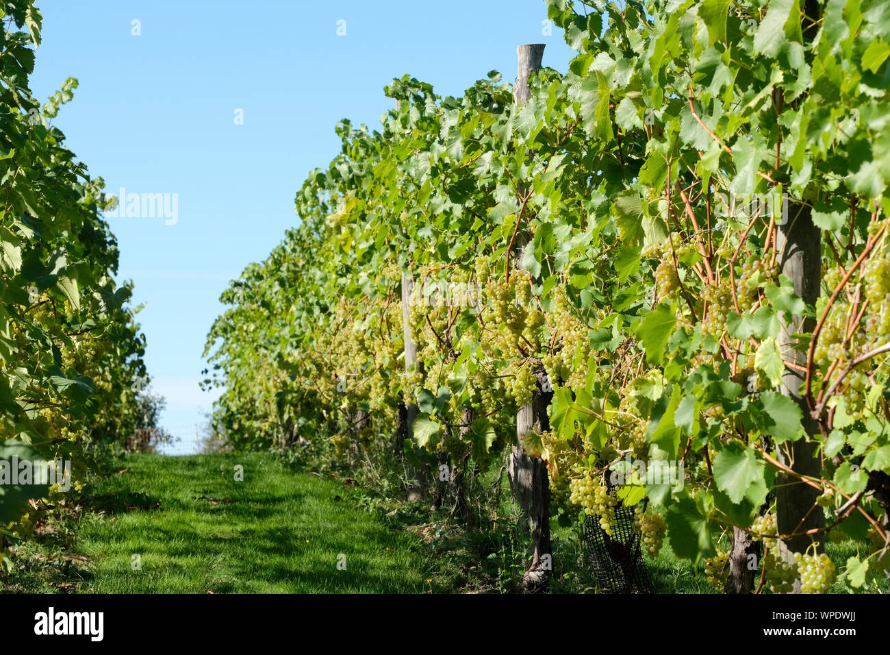 Rangées de raisins mûrs hybride blanc, Vitis 'Orion' "orion" de raisin sur la vigne dans un anglais vinyard Banque D'Images