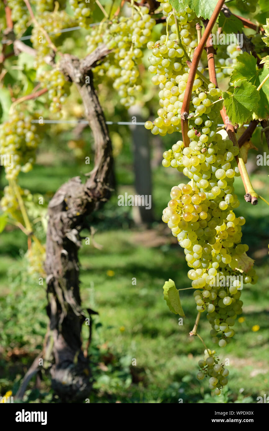Les raisins mûrs hybride blanc, Vitis 'Orion' "orion" de raisin sur la vigne. Banque D'Images
