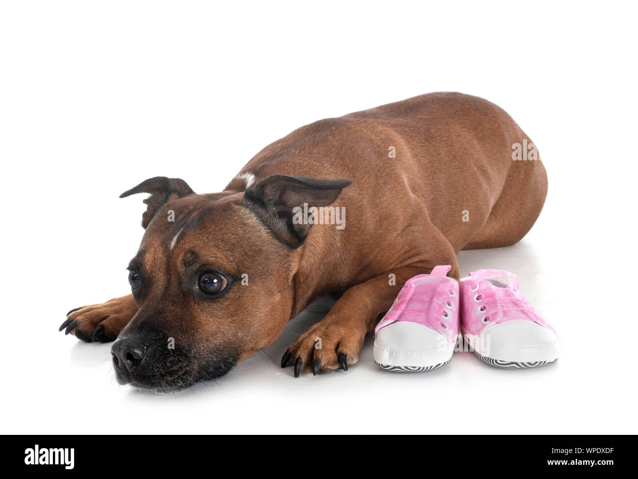 Chien et bébé chaussons in front of white background Banque D'Images