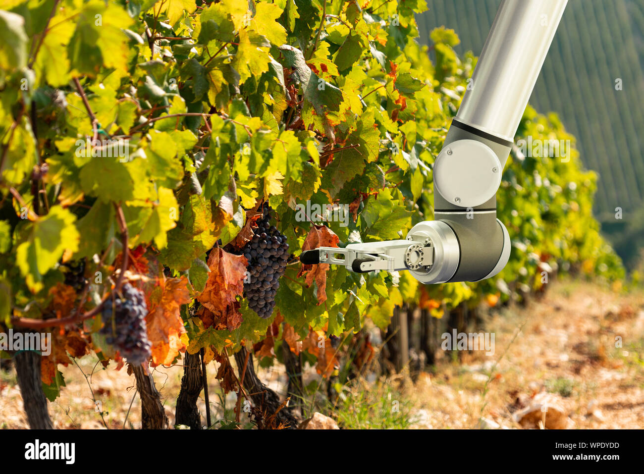 Le bras du robot fonctionne dans le vignoble. L'agriculture et de l'agriculture intelligente numérique. Banque D'Images