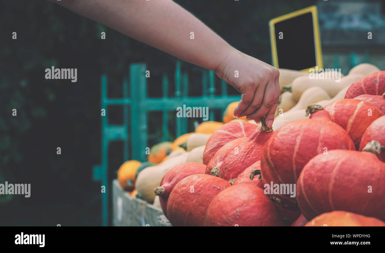 Concept d'épicerie de l'automne avec une femme choix d'une citrouille orange à partir d'une variété de citrouilles. L'achat de légumes d'automne. Automne l'alimentation biologique. Banque D'Images