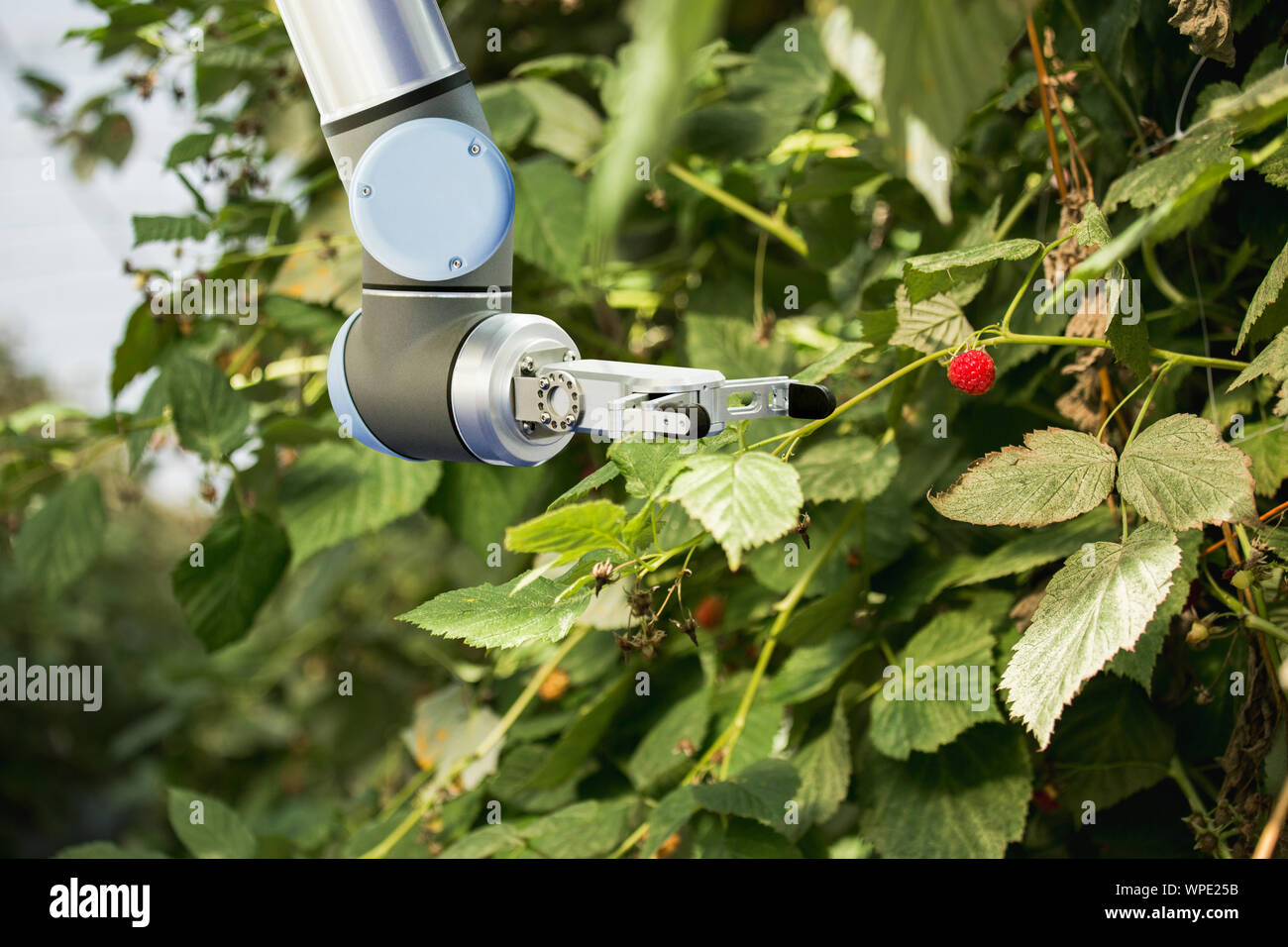 Le bras du robot travaille dans une serre. L'agriculture et de l'agriculture numérique intelligente Banque D'Images