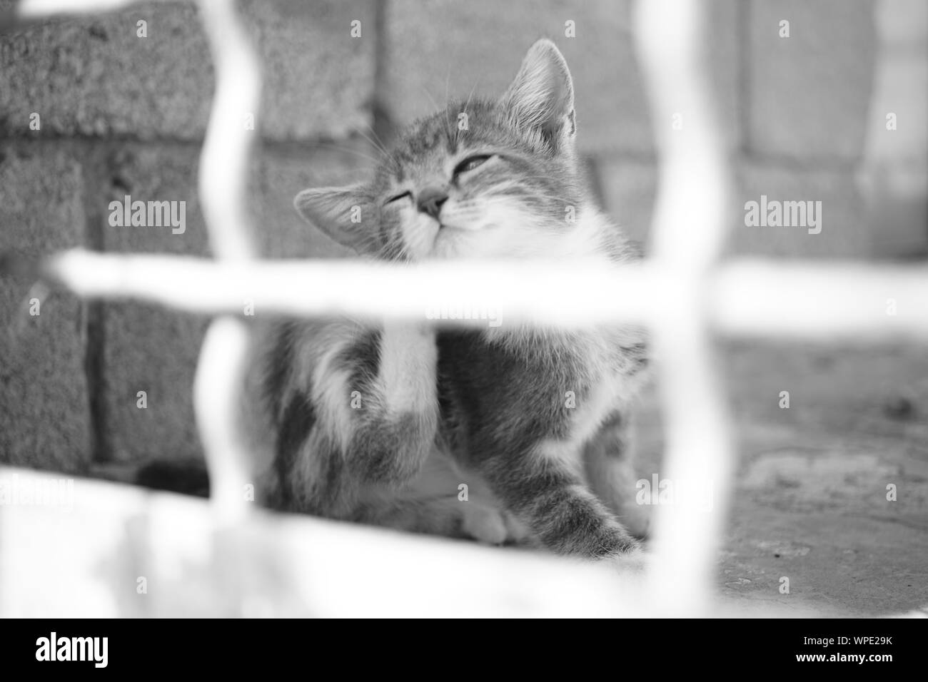 Rayures pattes chaton derrière une oreille, outdoor portrait à travers la clôture. Les puces et les tiques de vos animaux de compagnie. Photo NB. Banque D'Images