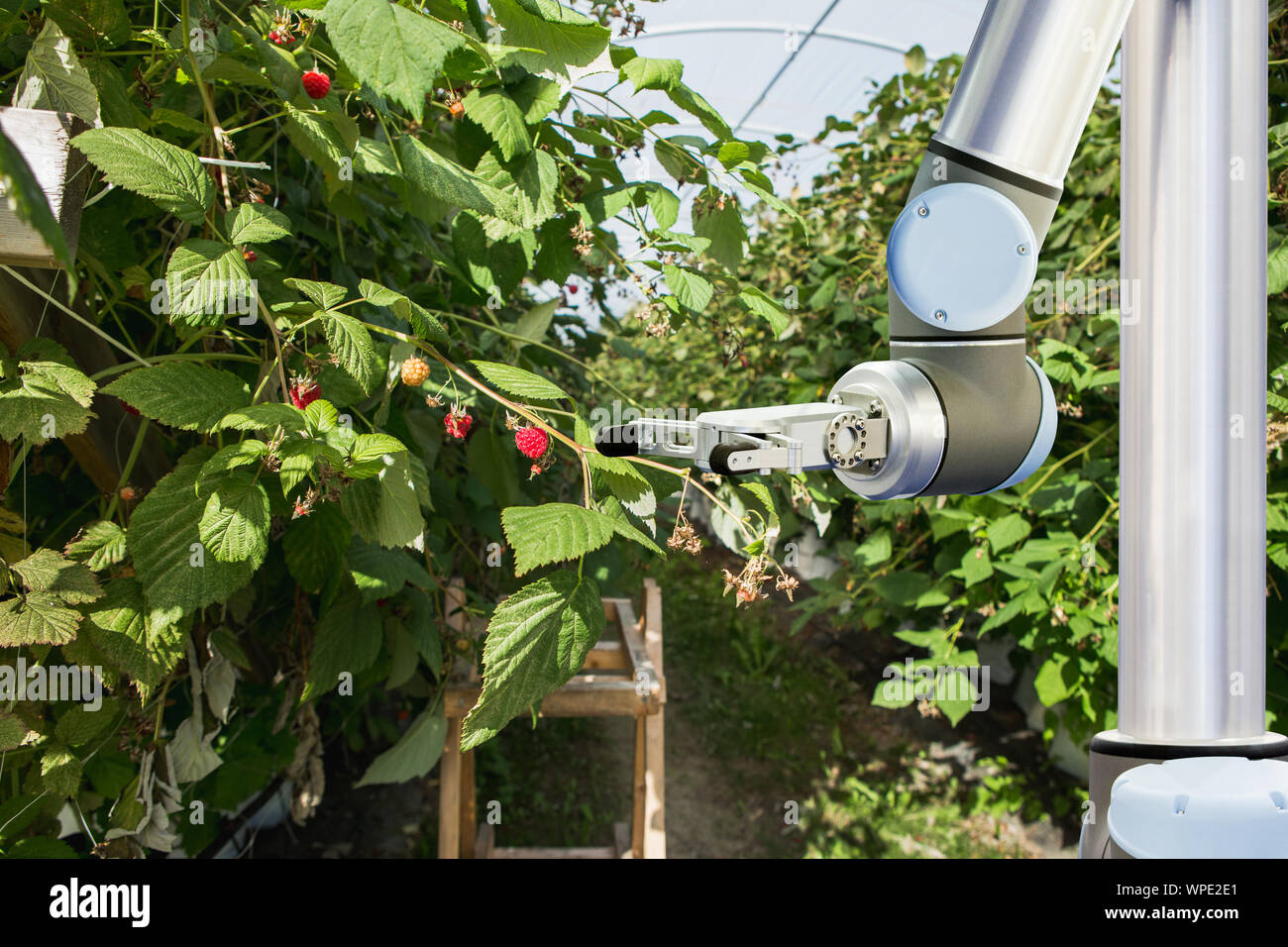 Le bras du robot travaille dans une serre. L'agriculture et de l'agriculture numérique intelligente Banque D'Images
