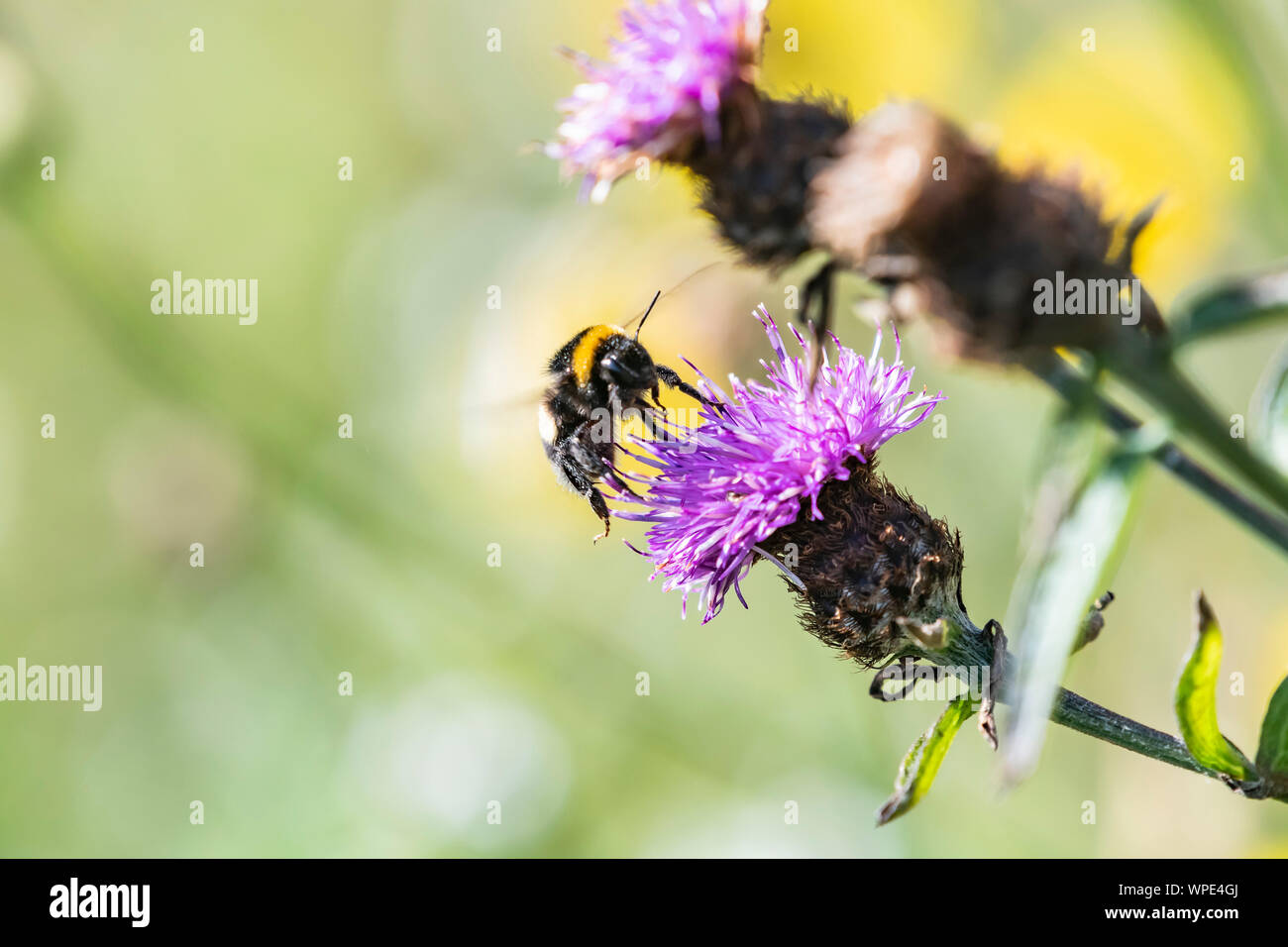 White-tailed bumblebee bagués, Bombus lucorum, sur fleur de centaurée. Close up. Bray Head, co.Wicklow, Irlande. Banque D'Images