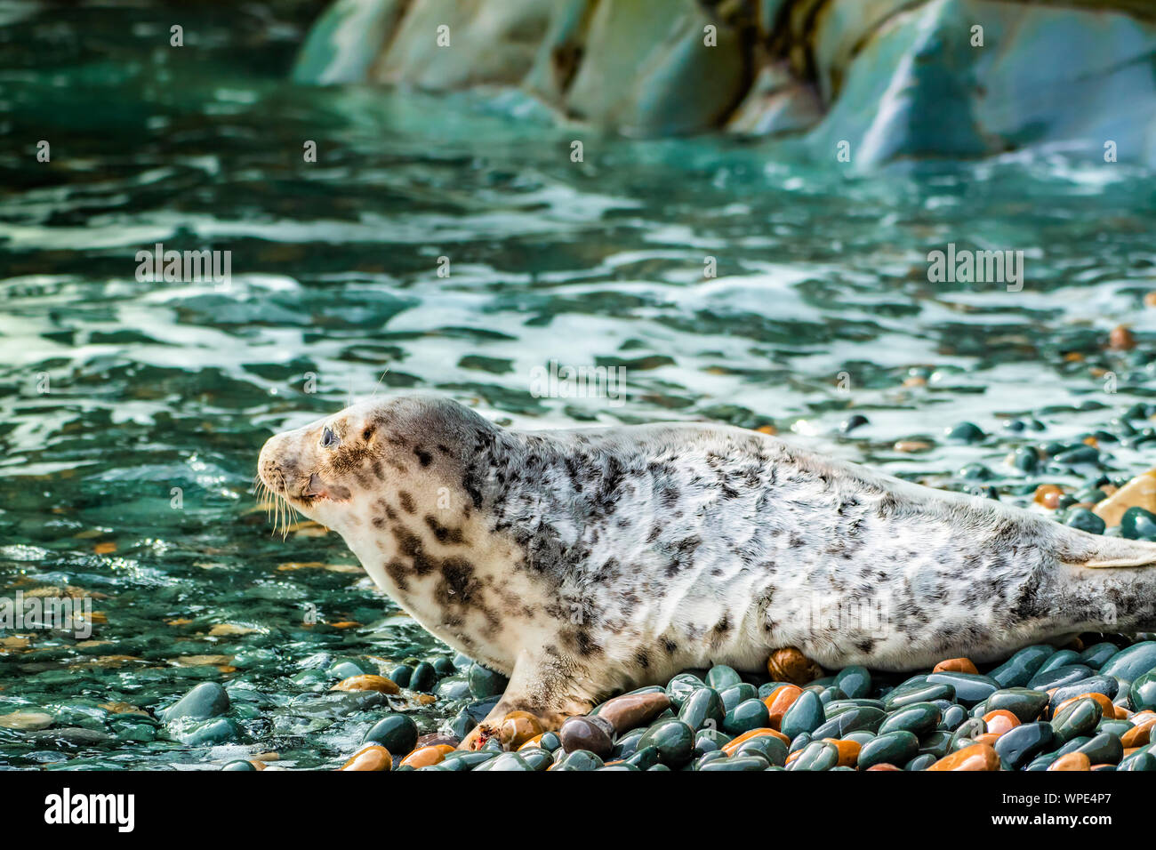 Bébé phoque commun sur une petite plage de rochers de la mer d'Irlande. Bray Head, co.Wicklow, Irlande. Banque D'Images