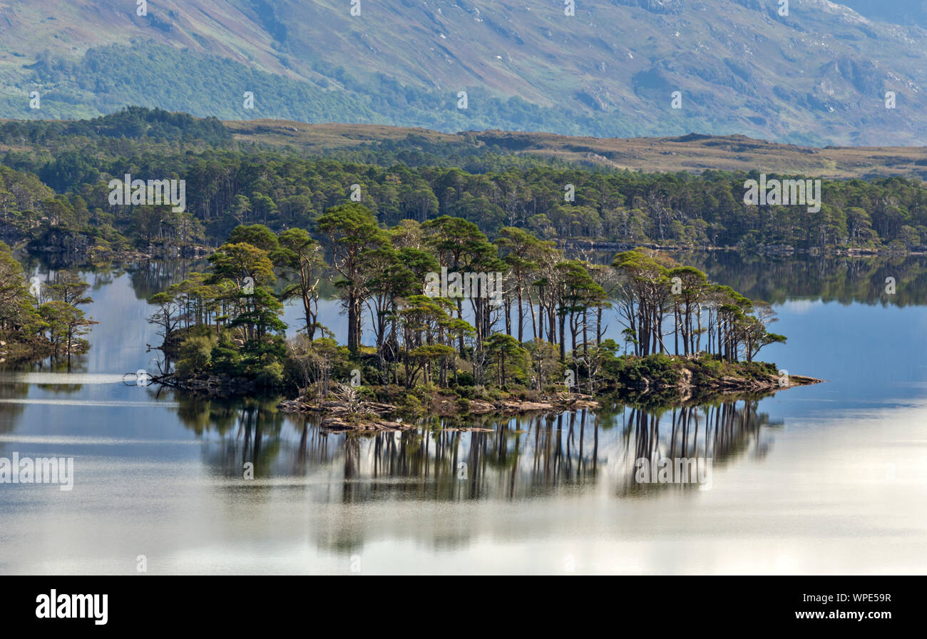 LOCH MAREE WESTER ROSS HIGHLANDS ECOSSE L'UNE DES ÎLES ET ARBRES DE PIN SYLVESTRE À LA FIN DE L'ÉTÉ Banque D'Images