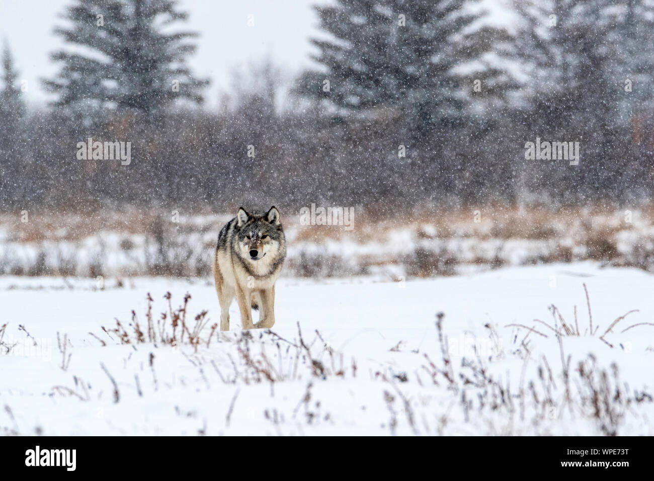 Le Loup du bois canadien marche dans la neige, Nanuk Lodge, West Hudson Bay, Churchill, Manitoba, Canada Banque D'Images