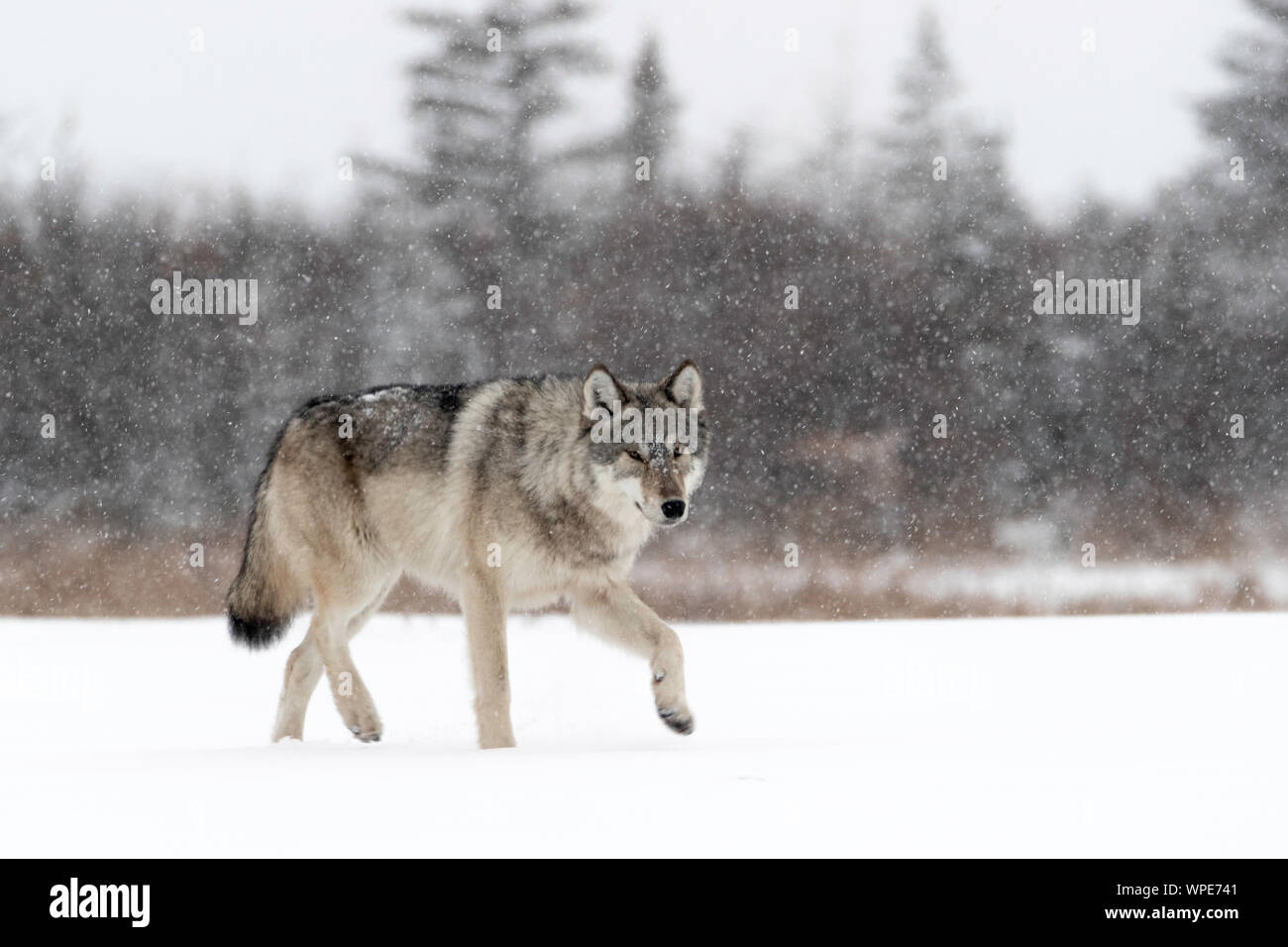 Le Loup du bois canadien marche dans la neige, Nanuk Lodge, West Hudson Bay, Churchill, Manitoba, Canada Banque D'Images